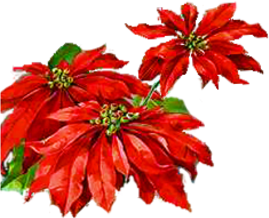 Poinsettia Clipart Petal - Art - Png Download (640x480), Png Download