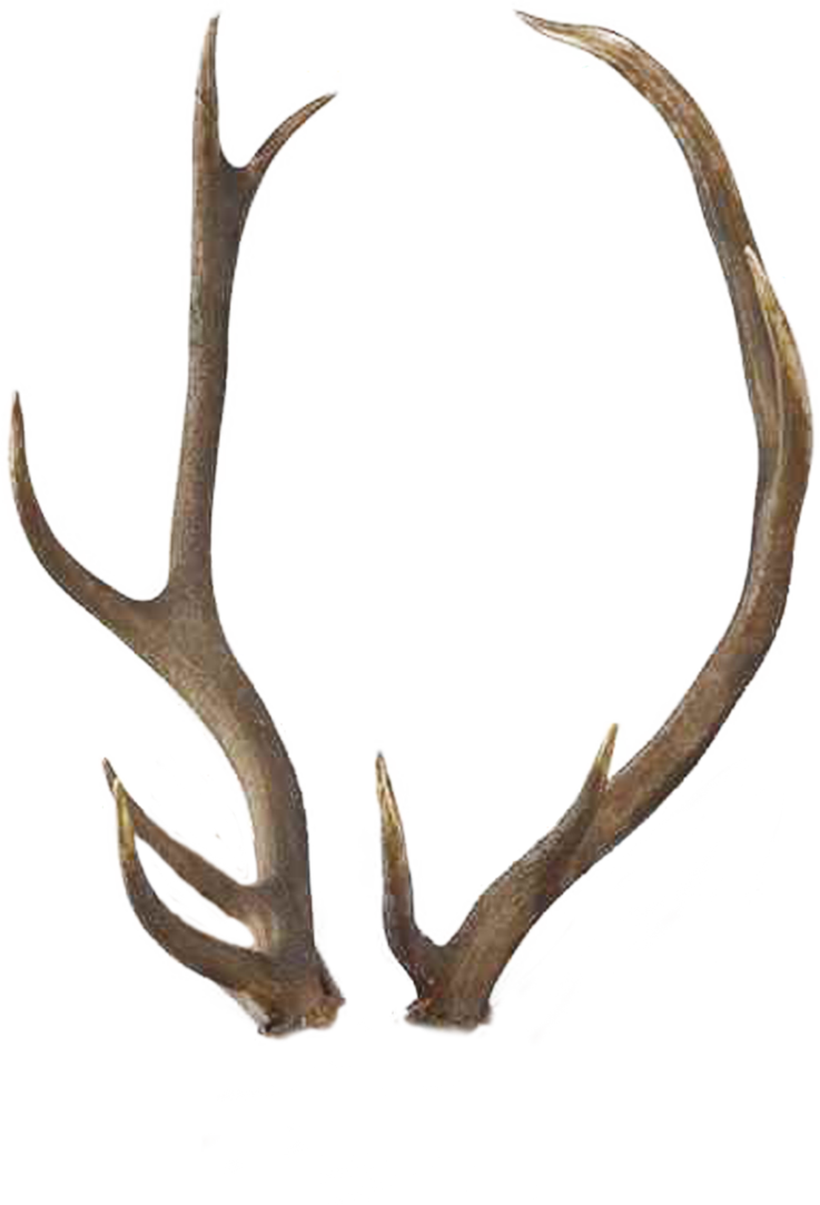Vector Freeuse Stock Antlers Transparent Background - Horns Png Clipart (737x1083), Png Download
