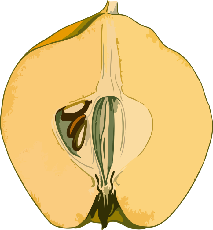 All Photo Png Clipart - Quince Clipart Transparent Png (697x750), Png Download