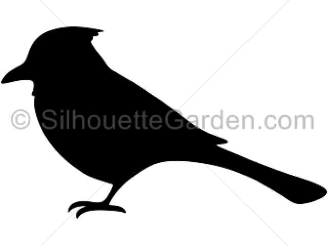 Blue Jay Clipart Transparent - Silhouette Of A Blue Jay - Png Download (640x480), Png Download