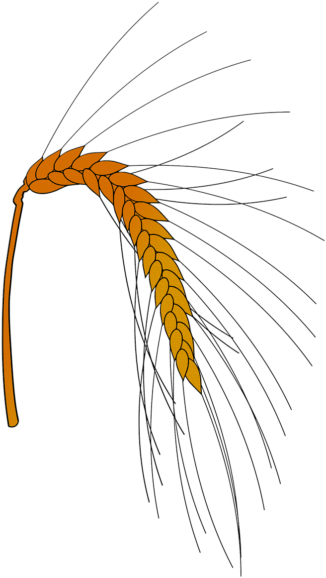 Pictures, Free Photos, - Drawing Clipart (1033x1280), Png Download