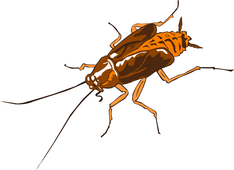 Medium Image - Cockroach Clipart (793x577), Png Download