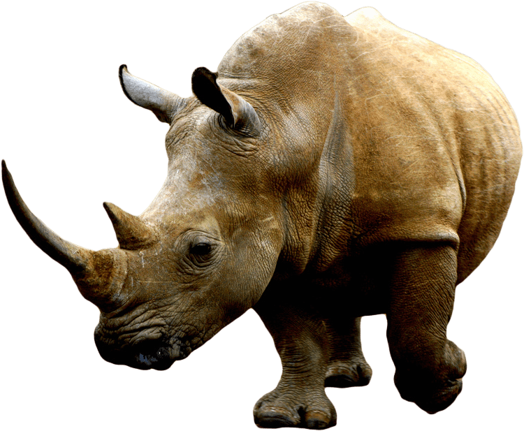 Brown Rhino - Rhino Png Clipart (750x617), Png Download