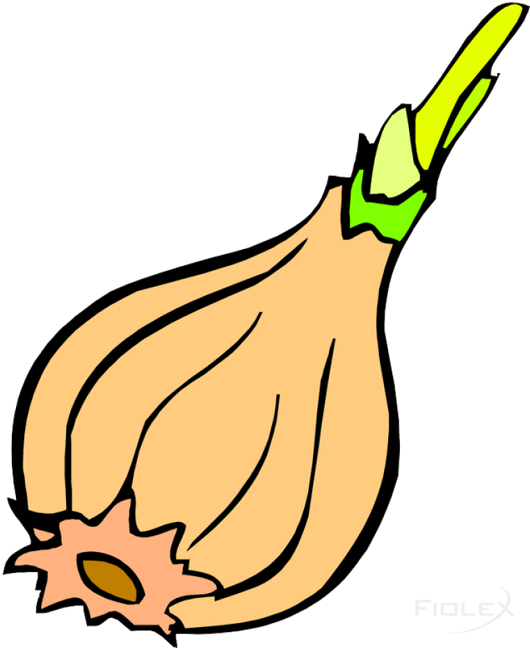 Zwibel - Vegetable Clipart (636x800), Png Download