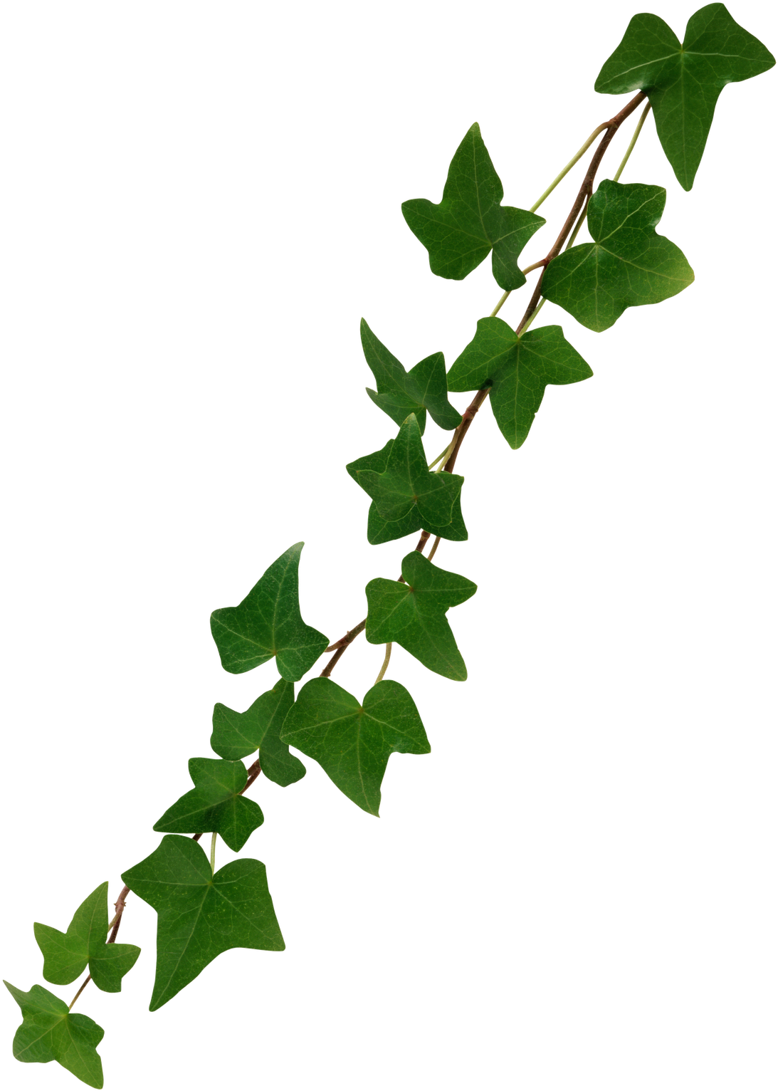 Ivy Leaf Png Clipart - Full Size Clipart (#3213392) - PinClipart