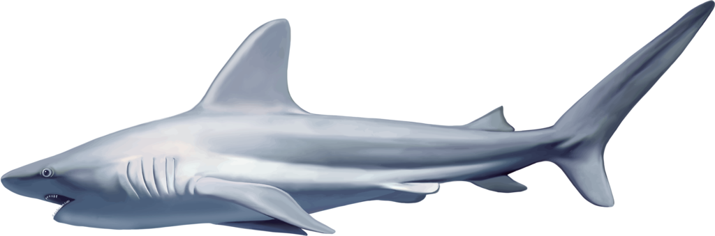 Shark Cartoon Five - Realistic Shark Png Clipart (1024x339), Png Download
