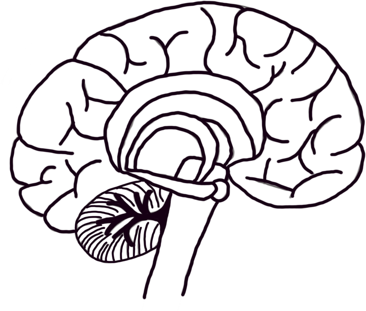 Cerebellum - Line Art Clipart (1600x1200), Png Download