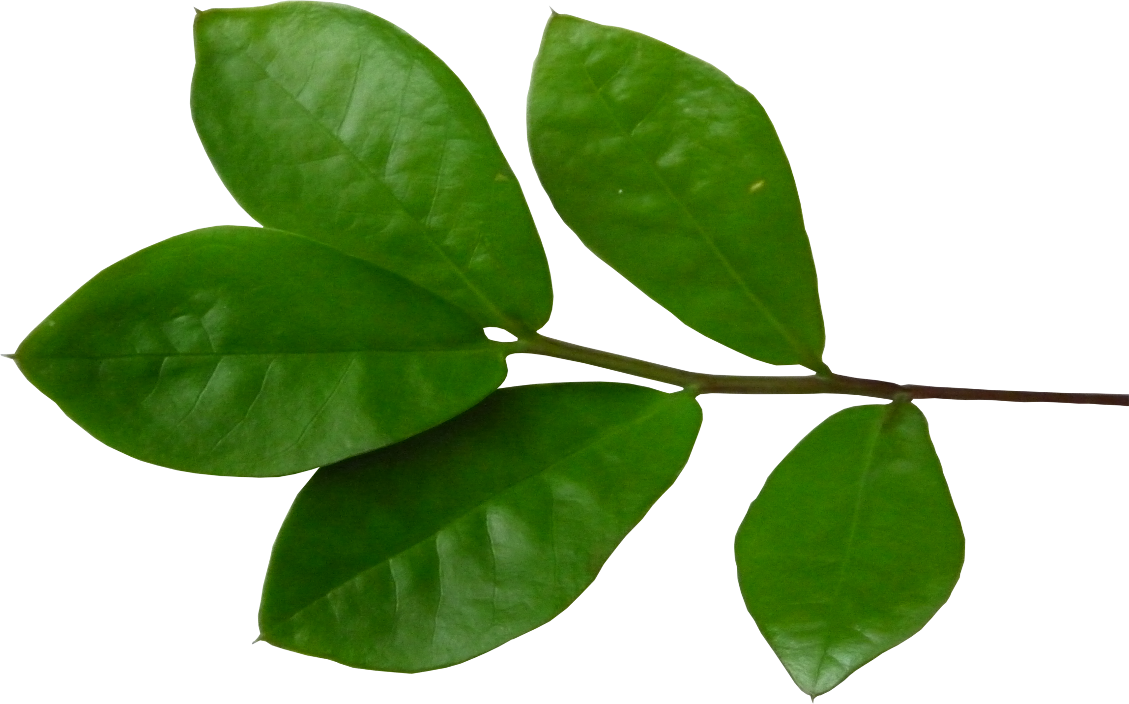 Imagen De La Hoja De Chil Clipart (2297x1432), Png Download