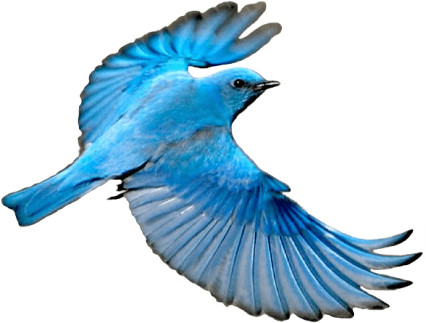 Free Png Download Flying Mountain Blue Bird Png Images - Mountain Blue Bird Png Clipart (850x646), Png Download