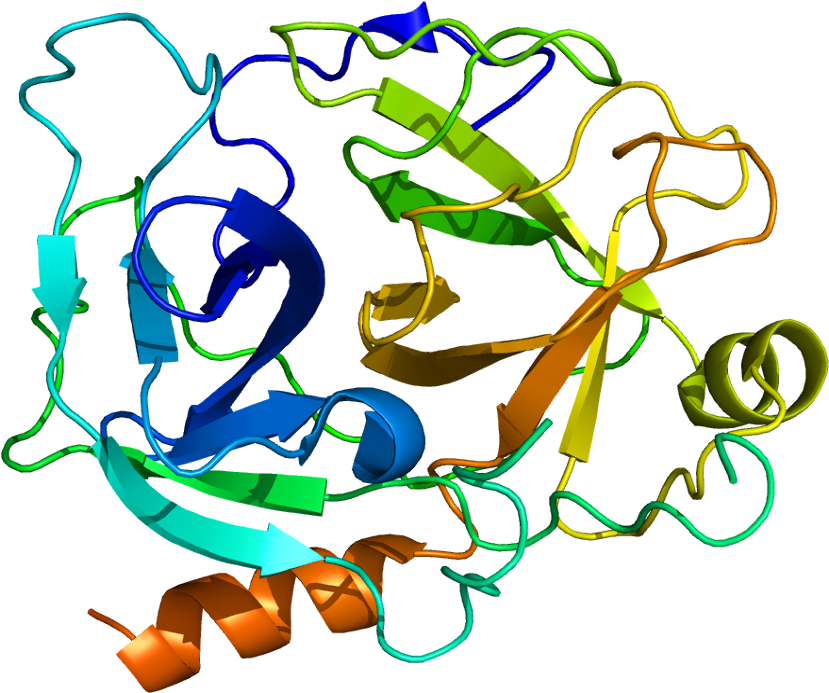 Human Kallikrein 2 Clipart (878x742), Png Download