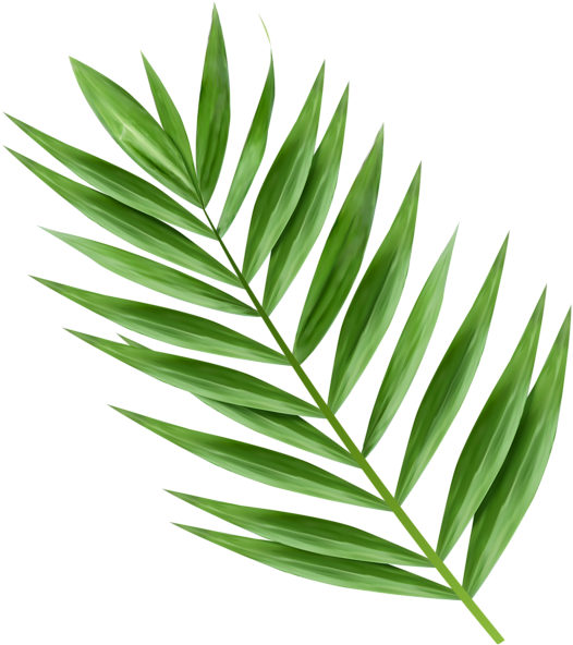 Download Hosanna Palm Branch Images Palm Tree Branch Png Clipart