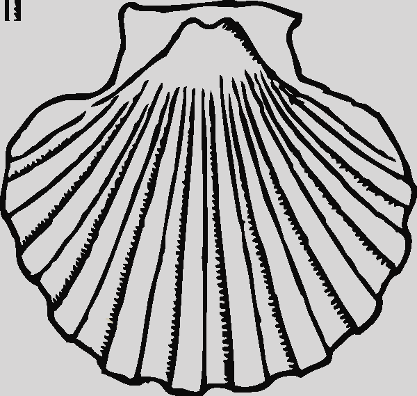 Dibujo Concha De Bautismo Clipart (600x569), Png Download