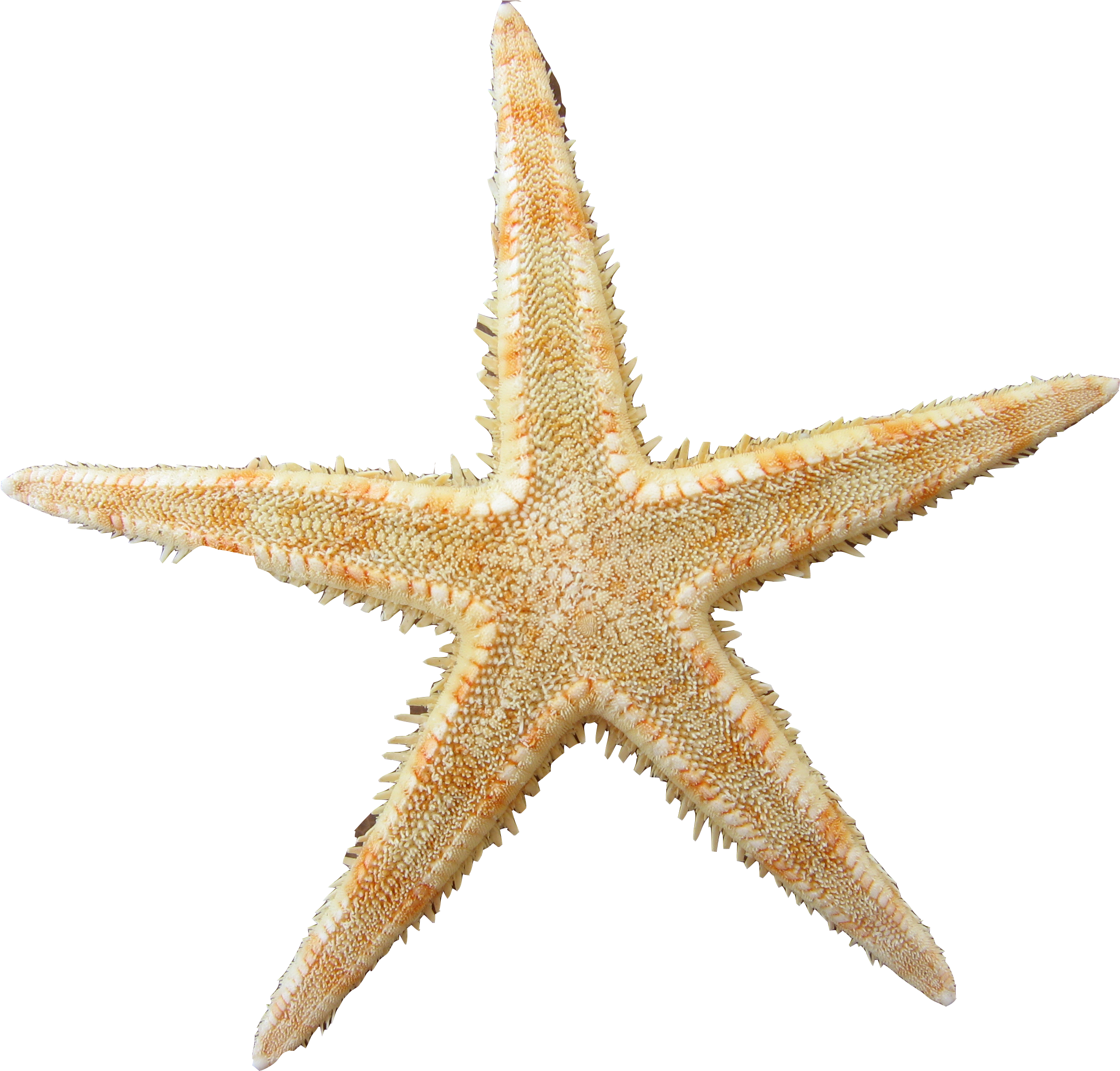Yellow Clipart Sea Star - Starfish - Png Download (2391x2391), Png Download