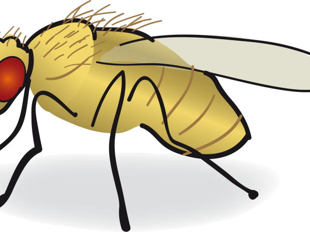 Fly Clipart Drosophila Melanogaster - Png Download (640x480), Png Download