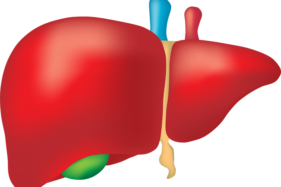Liver Png Clipart (960x640), Png Download