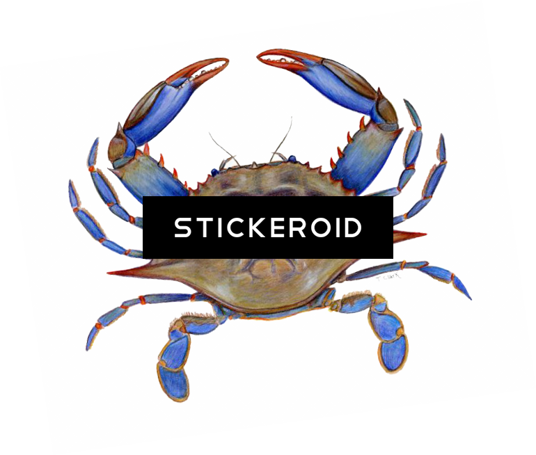 Crab Hd Animals - Dungeness Crab Clipart (770x654), Png Download