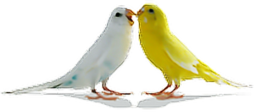 Free Png Download Love Birds Png Images Background - Love Birds Png Clipart (850x377), Png Download