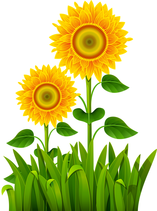Flower Pictures, Flower Art, Clip Art, Farms, Paintings, - Flowers Border Grass - Png Download (596x800), Png Download