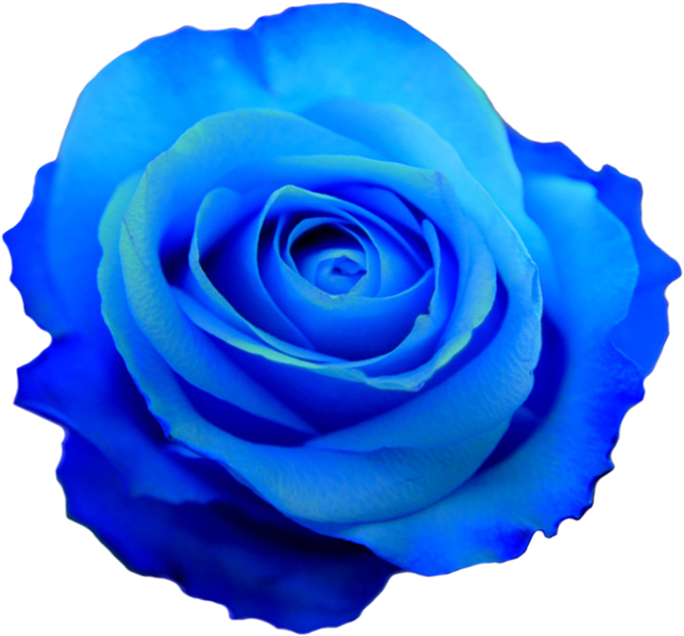 D'flowered Rose Flower Photos, Transparent Flowers, Clipart (1040x1040), Png Download