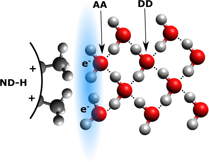 Schematic View Of Proposed Hydrogen Bonding Between - Аморфные Тела Clipart (850x650), Png Download