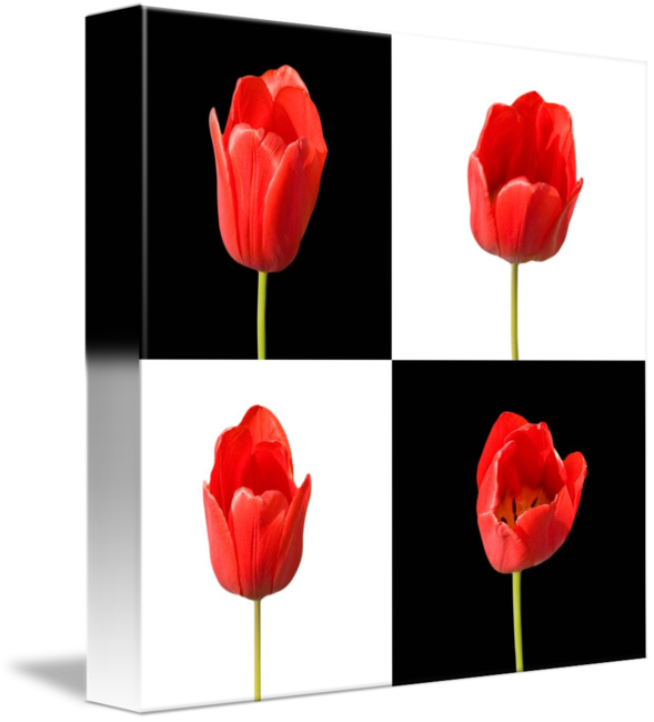 Red Black And White Background - Red Tulips Black Background Clipart (589x650), Png Download
