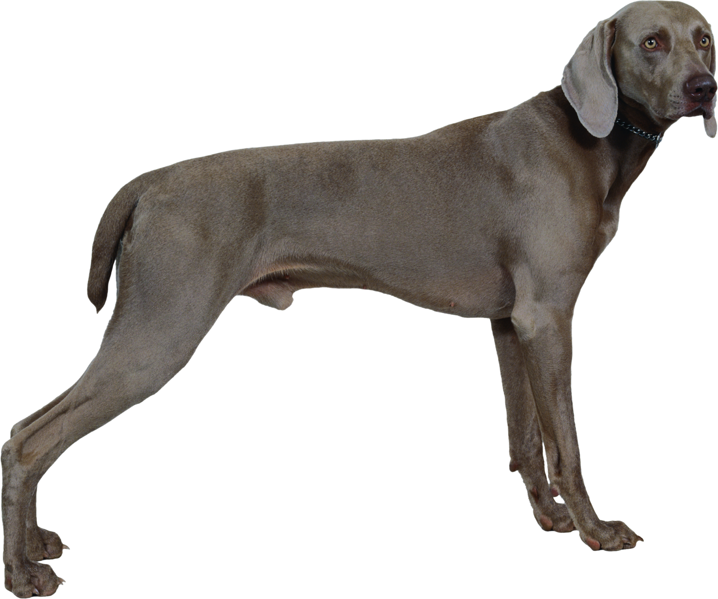 Download Free Png Dog Png, Download Png Image With - Weimaraner Clipart (800x668), Png Download