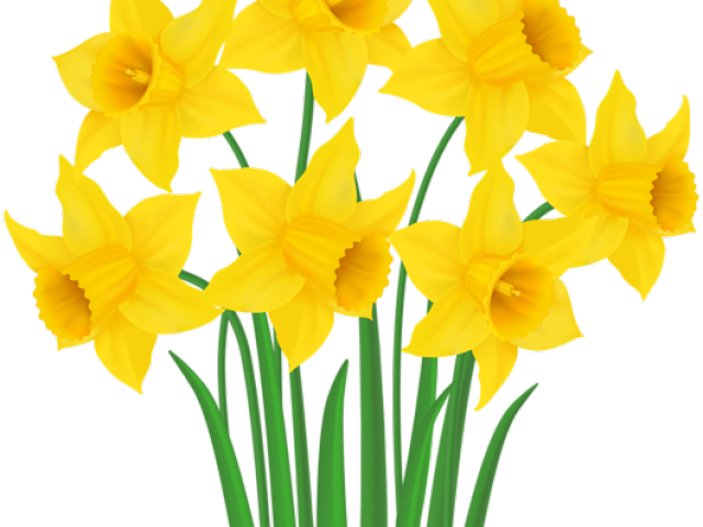Daffodil Clipart Daffodil Bouquet - Clip Art - Png Download (640x480), Png Download