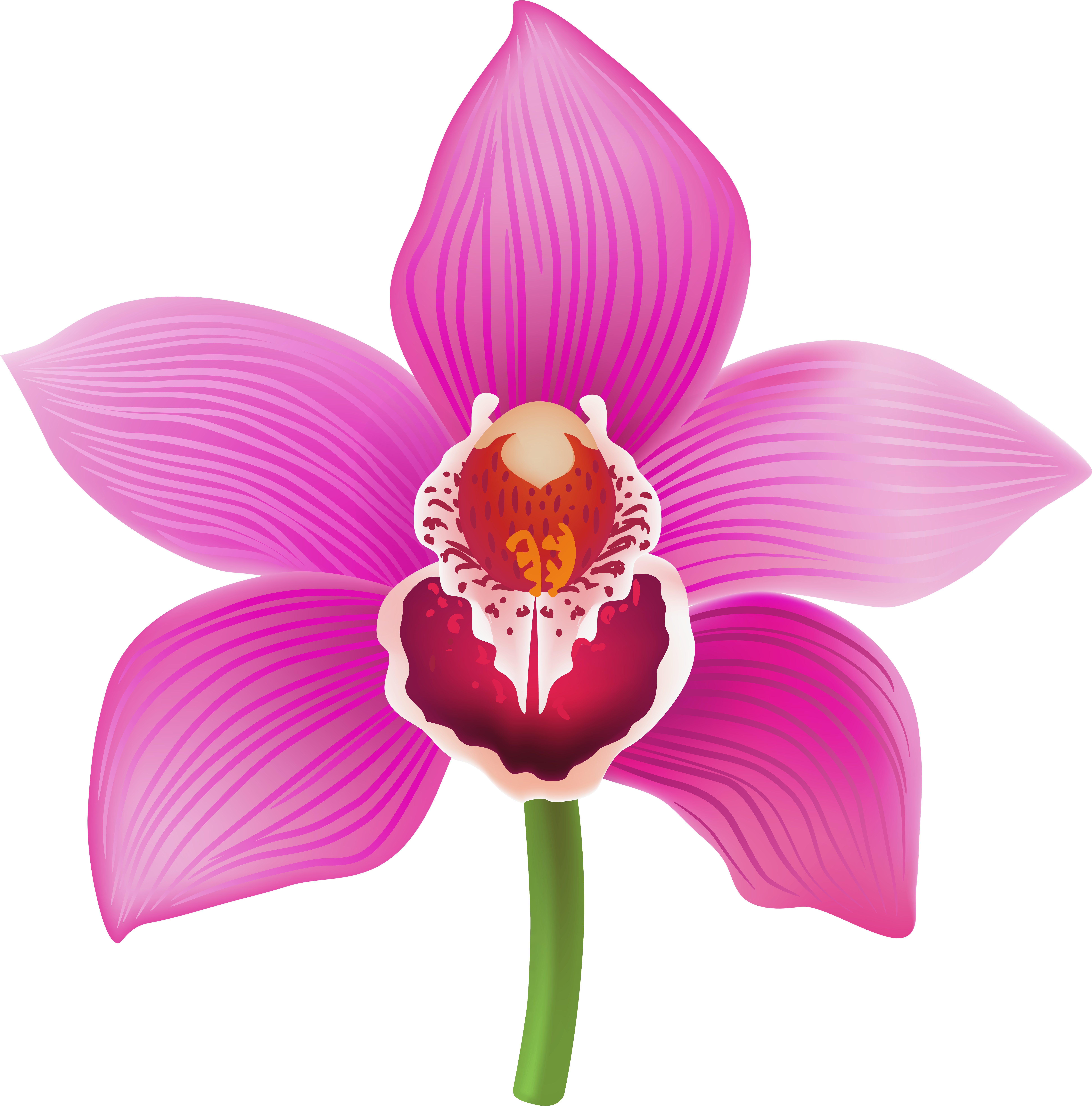 Orchid Transparent Image Clipart (7902x8000), Png Download
