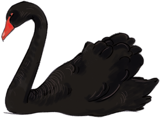 Black Swan Clipart Hans - Black Swan Animal Transparent - Png Download (640x480), Png Download