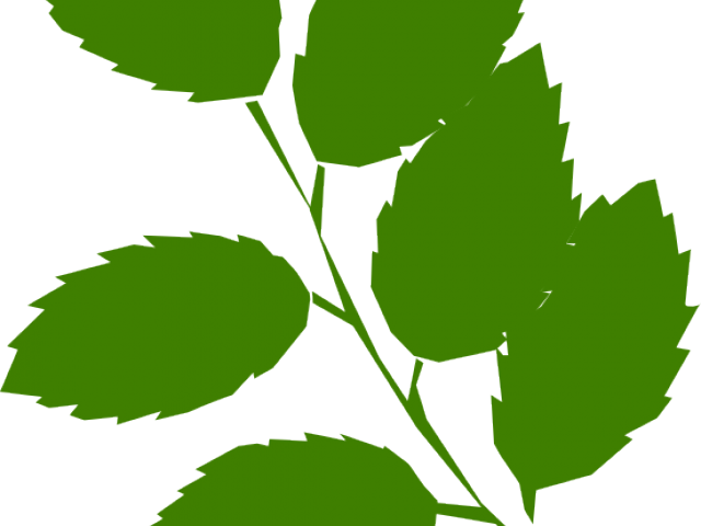 Green Leaves Clipart 5 Leave - Leaves On Twig Clipart - Png Download (640x480), Png Download