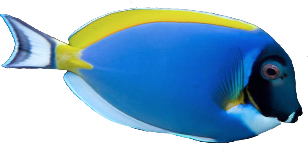 Saltwater Fish Stickers Messages Sticker-6 - Saltwater Fish Transparent Clipart (1013x514), Png Download