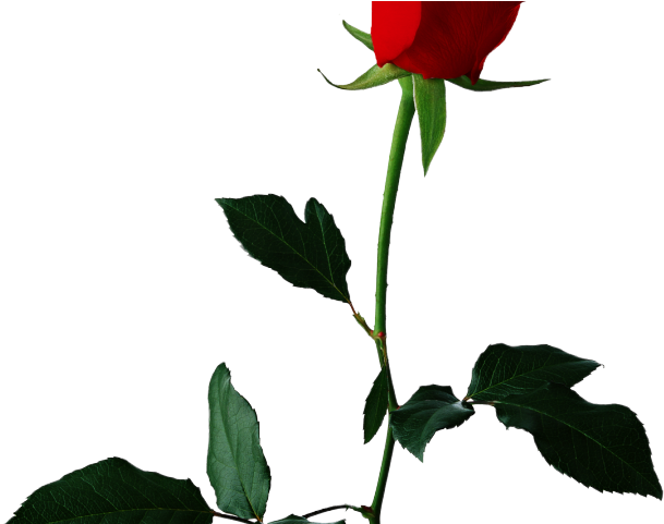 White Rose Clipart Valentine Single Rose - Rose Flower Transparent Background - Png Download (640x480), Png Download