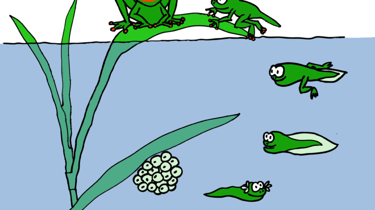 Life Has Cycles To Keep The Balance - Life Cycle Tadpole Clipart (750x420), Png Download