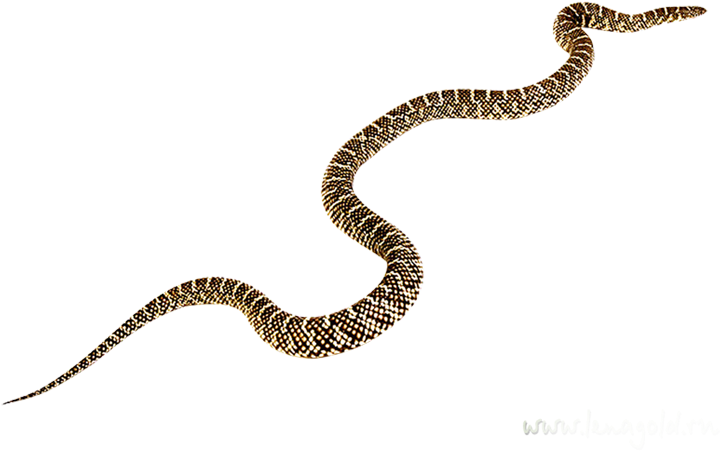 Serpent Clipart (851x851), Png Download