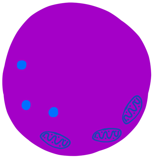 There's Also Vacuoles, And They Are Flu - Circle Clipart (868x553), Png Download