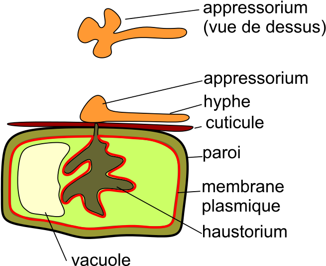 293 × 240 Pixels Clipart (732x600), Png Download