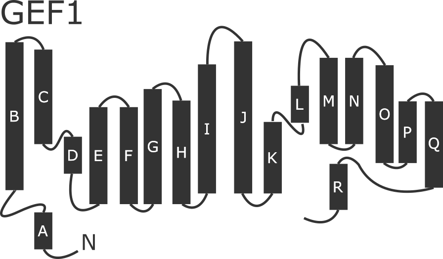 2d Topology Of The Gef1 Chloride Channel Clipart (896x524), Png Download