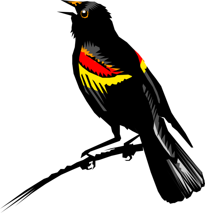 Vector Illustration Of Redwing Blackbird Feathered - Red Winged Blackbird Vector Clipart (674x700), Png Download