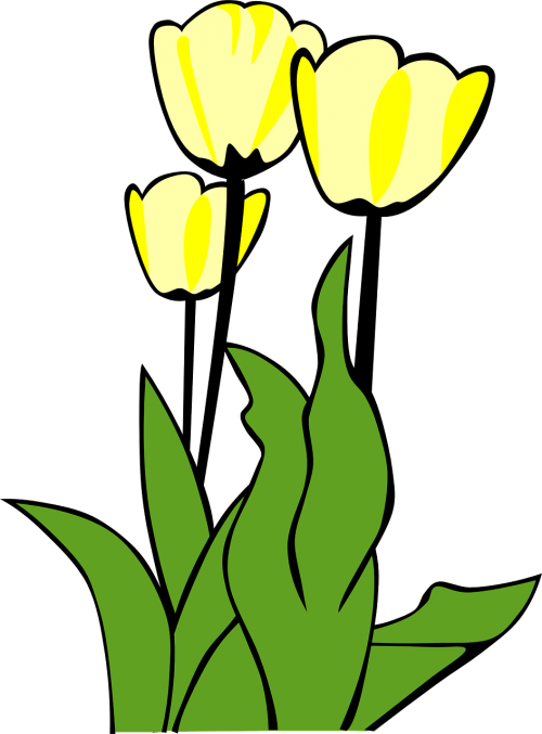 Vector - Tulip Clip Art - Png Download (500x677), Png Download