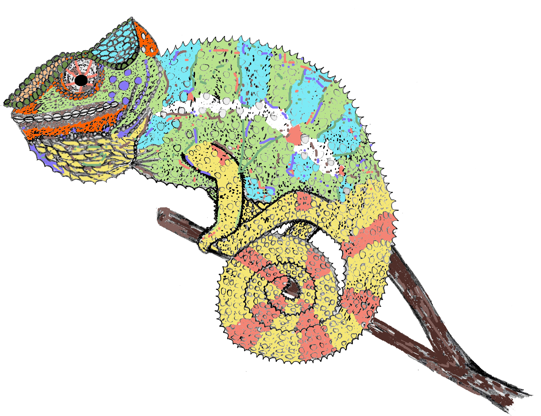 Chameleon - Chameleon Drawing Clipart (2181x1702), Png Download