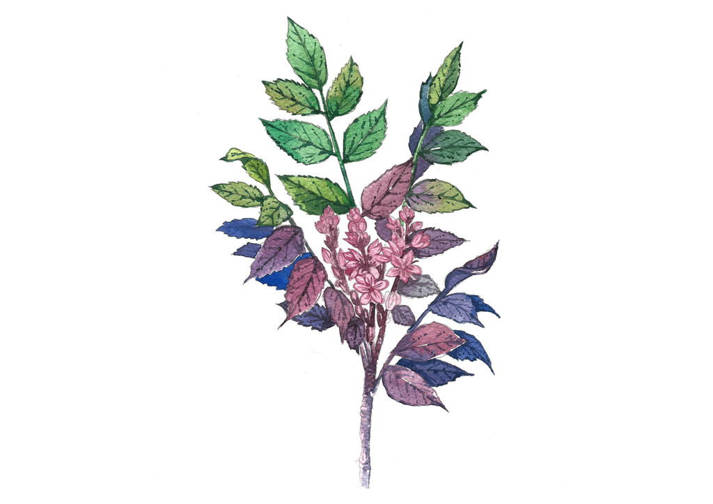 Frankincense - Twig Clipart (1024x724), Png Download