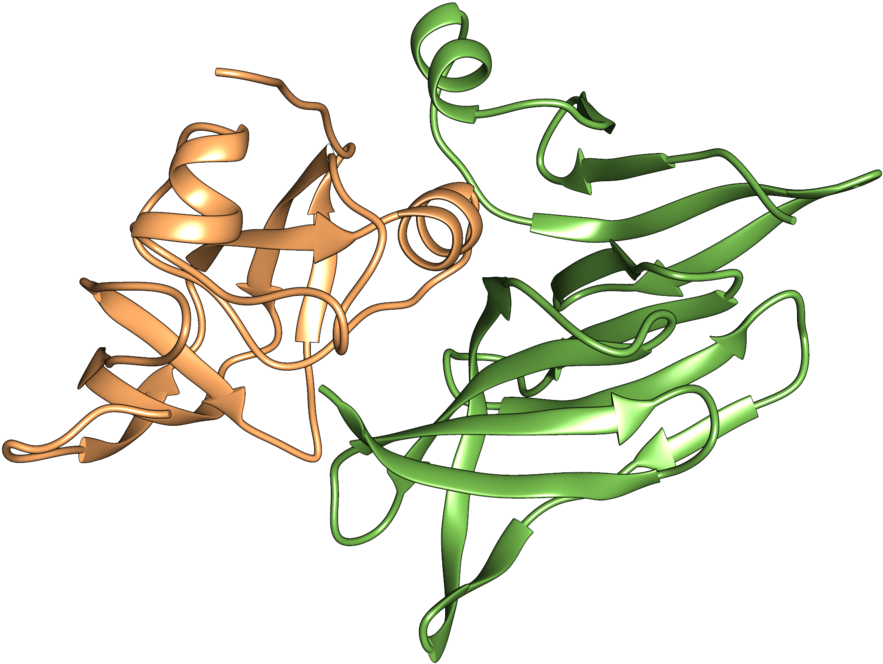 T6ss Nadase Effector Tne2 In Complex With Tni2 Immunity Clipart (1000x720), Png Download