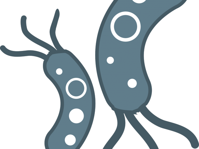 Microscope Clipart Clear - Transparent Background Bacteria Png (640x480), Png Download