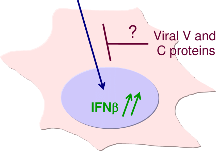 Upon Di Infection, A Strong Ifnβ Activation Is Observed Clipart (850x594), Png Download