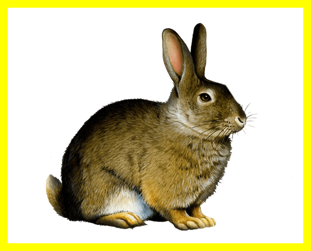 Appealing Easter Bunny Rabbit Clip Art Png Image Pict - Printable Real Animal Flash Cards Transparent Png (1051x851), Png Download
