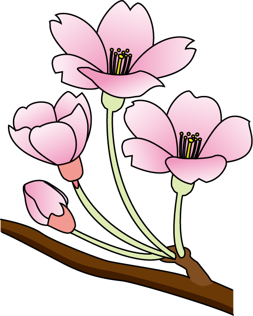 Cherry Blossom Clip Art Free - Cherry Blossom - Png Download (511x639), Png Download
