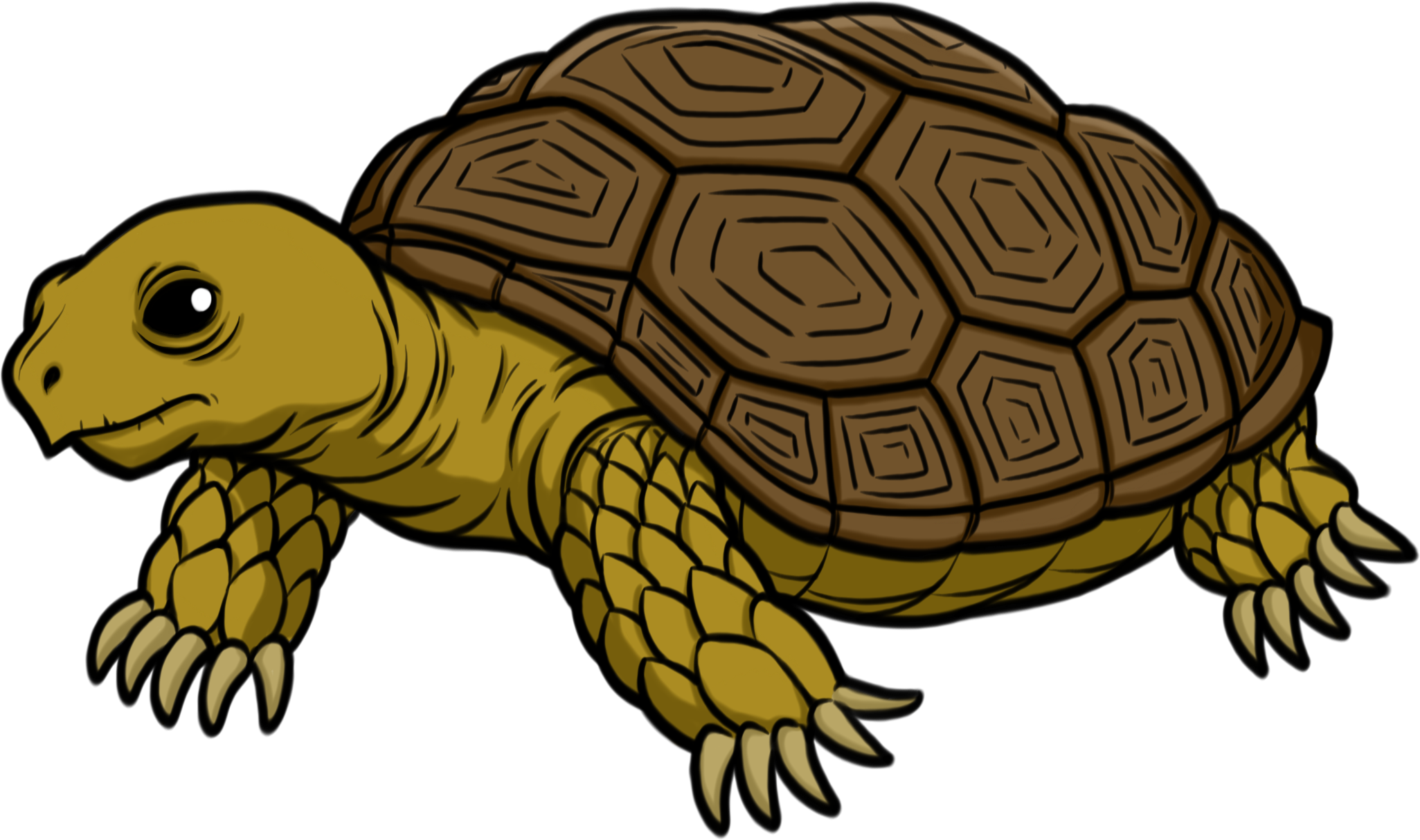 Tortoise - Tortoise Clipart - Png Download (2051x1214), Png Download