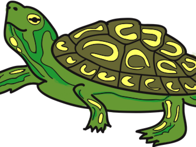 Tortoise Clipart Terrapin - Boston - Png Download (640x480), Png Download