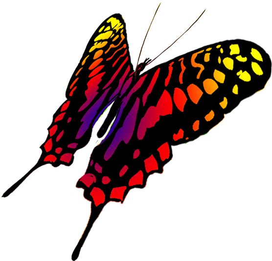 Yellowtail - Butterfly Transparents Drawing Clipart (675x591), Png Download