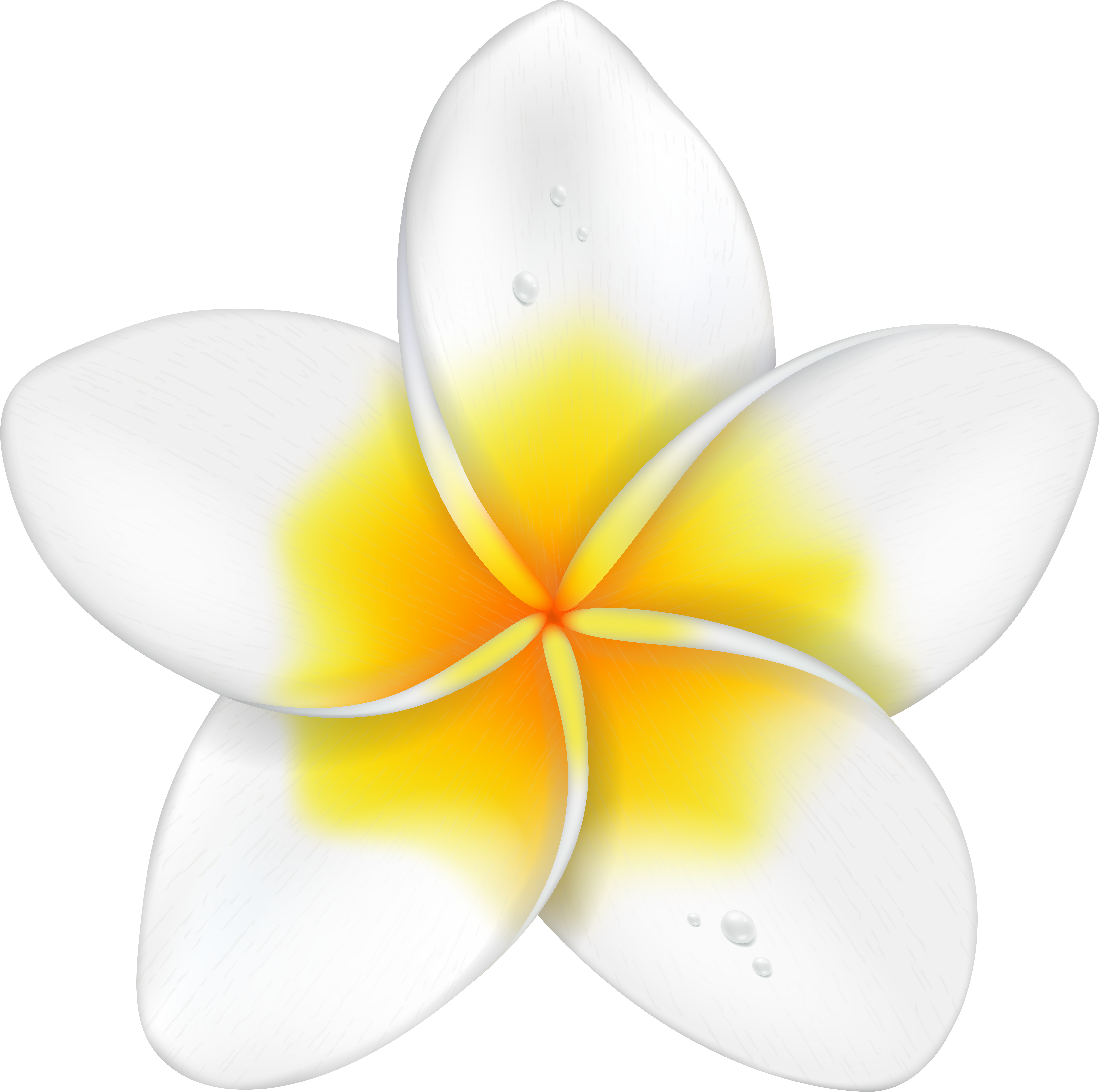 Flower Clipart Png Transparent Png (8000x7934), Png Download
